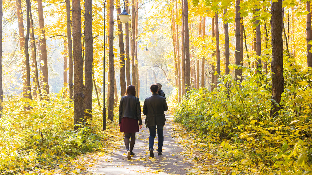 Three people are walking away from the observer i a bright forest.  