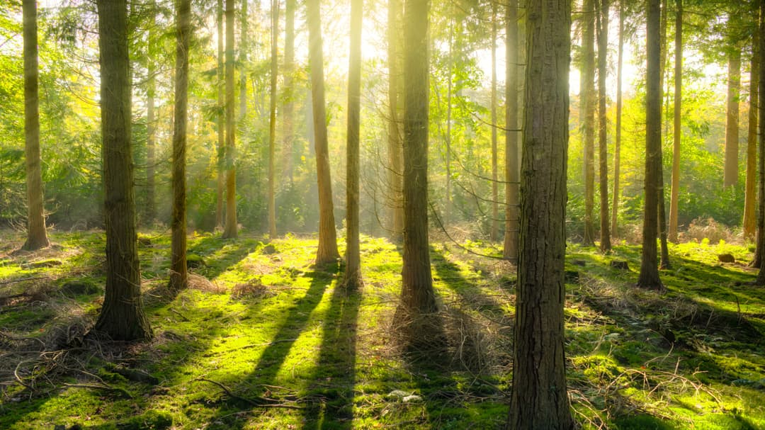 bright-daylight-environment-240040.jpg