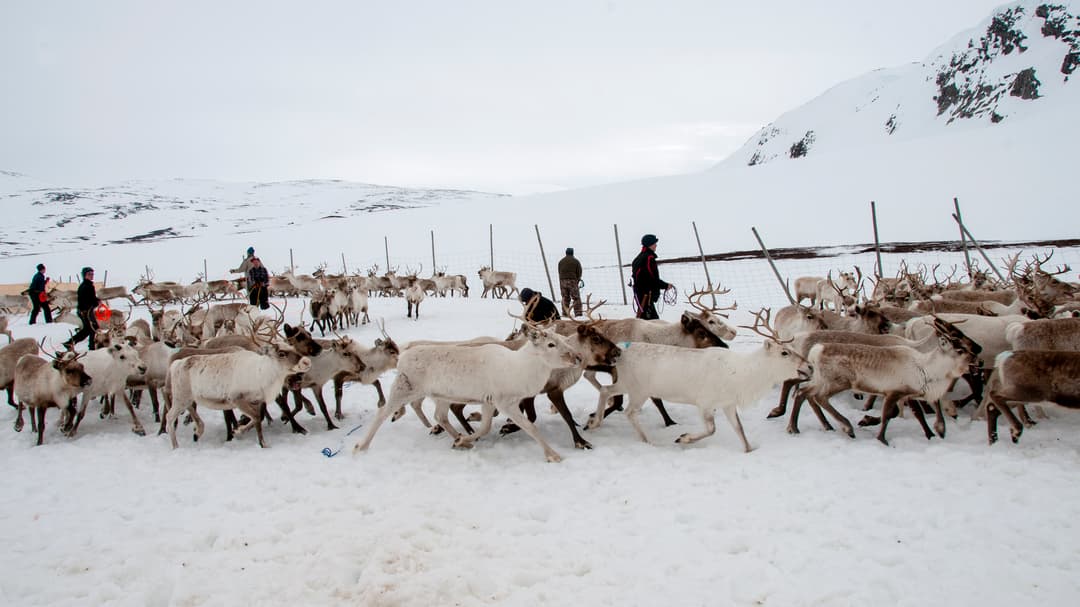 Renar i ett gärde i vinterlandskap.