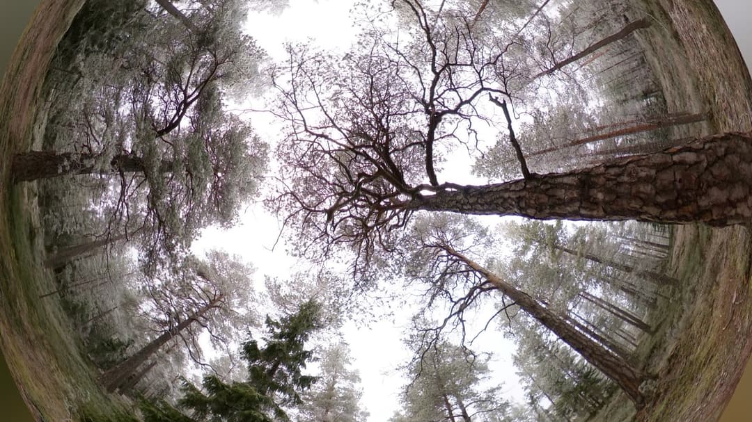 Skog