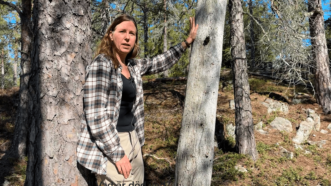en kvinna vid ett träd i en skog