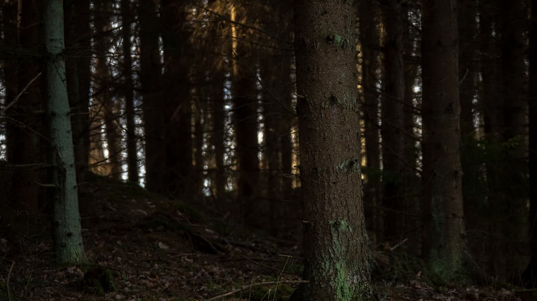 En mörk skog