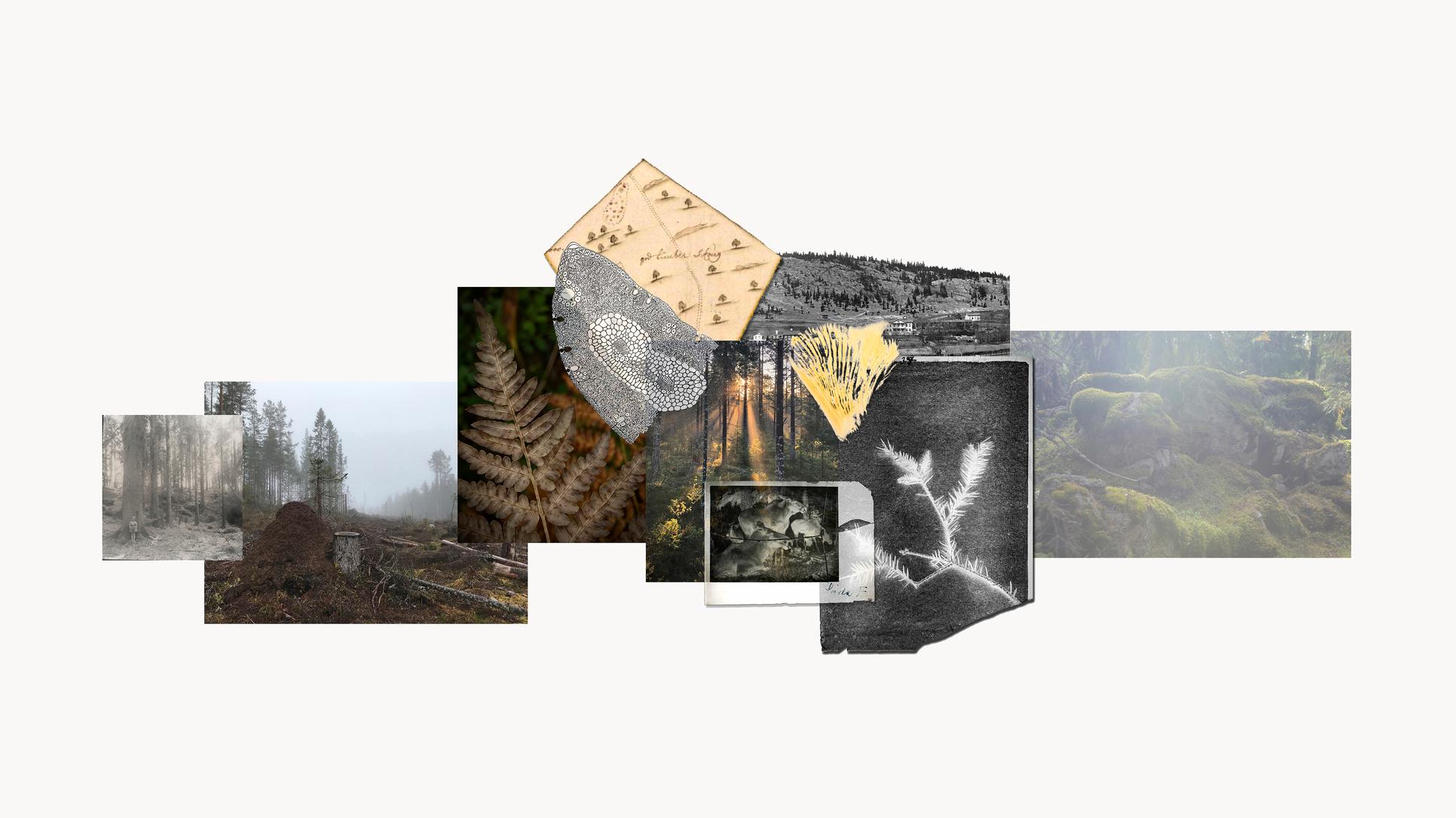 bakgrund bild Boreala bilder
