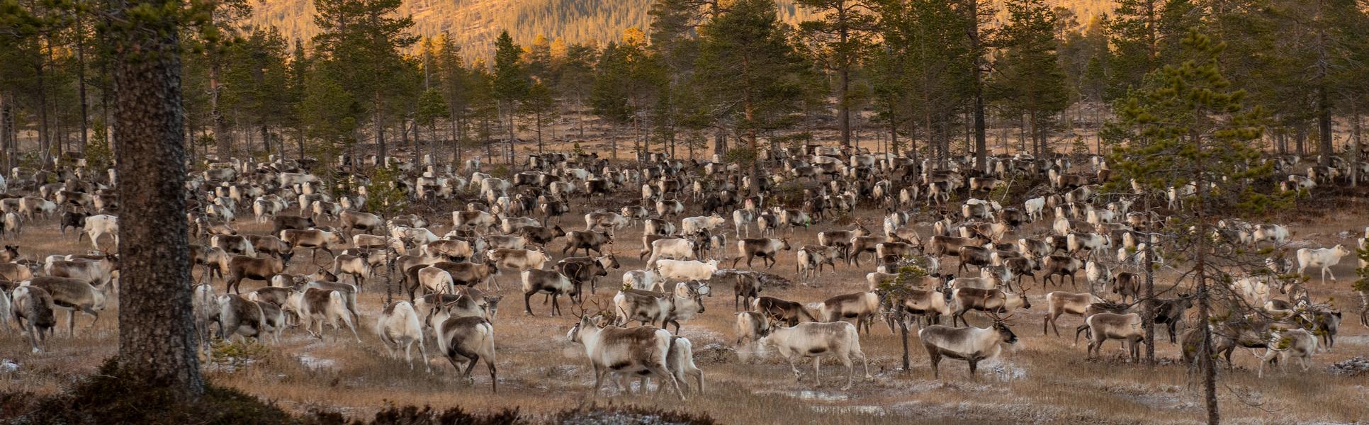 Renhjord betar i ett landskap med berg och granar