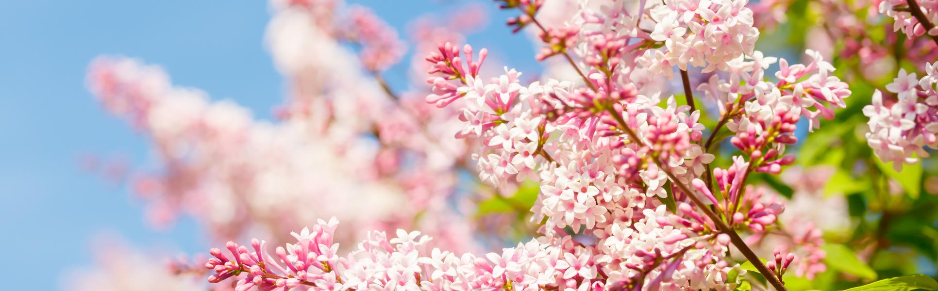 syrenblommor