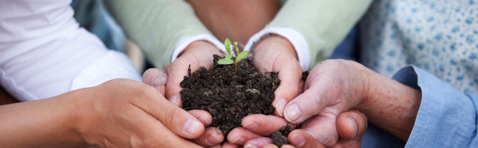 3652029-hands-holding-plant_resize_1200X1800_resize_710X1800.jpg