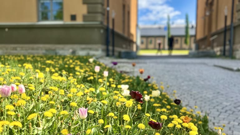 sommarcampus.jpg