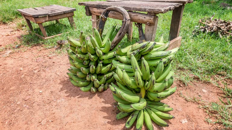 En bananklase som säljs av gatuförsäljare i Tanzania.