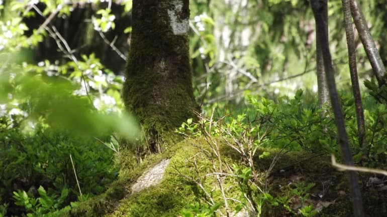 Närbild av skog