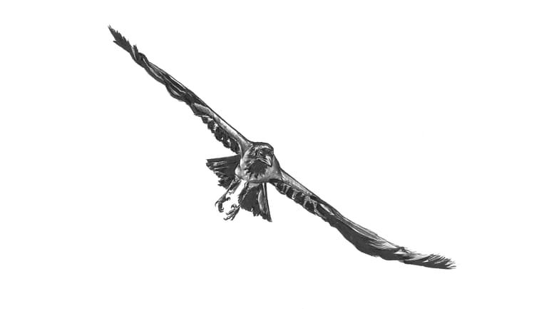 Illustration of a crow.