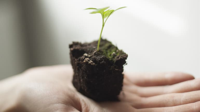 Liten planta i hand