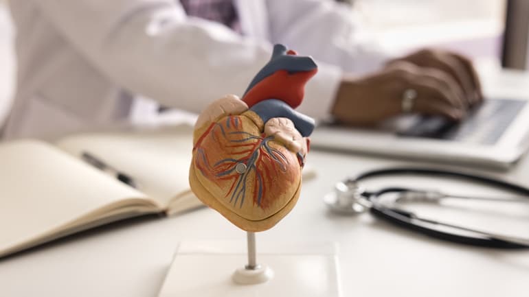 En modell av ett anatomiskt hjärta.