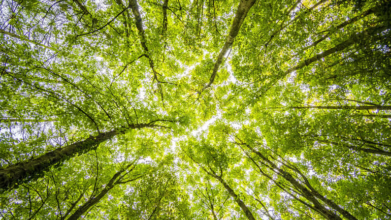 Forest and sunshine. 