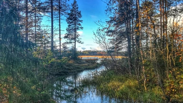 skog.jpg