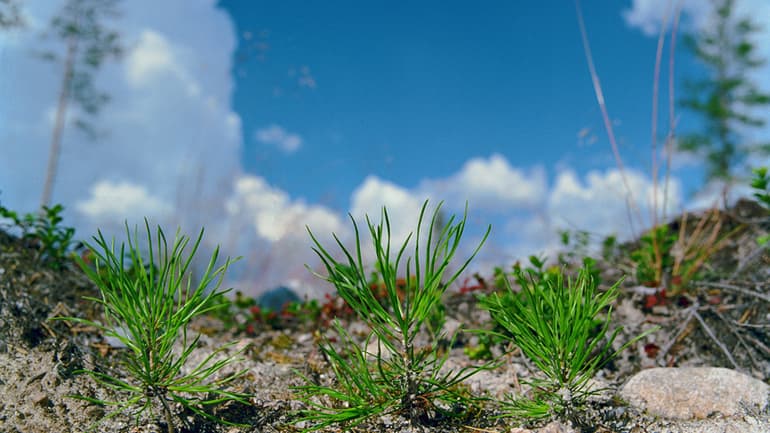 Plants_Plantor1 Holmen.jpg