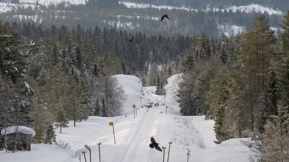 Korpar vid ren påkörd av tåget.