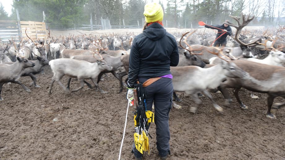 Giedtie / gärde, Långsådalen, Jovnevaerie sameby.