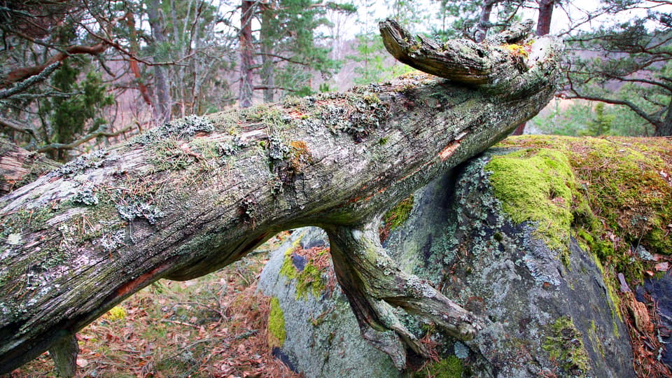 mp34103210-urskog-foto-johan-bjurer.jpg