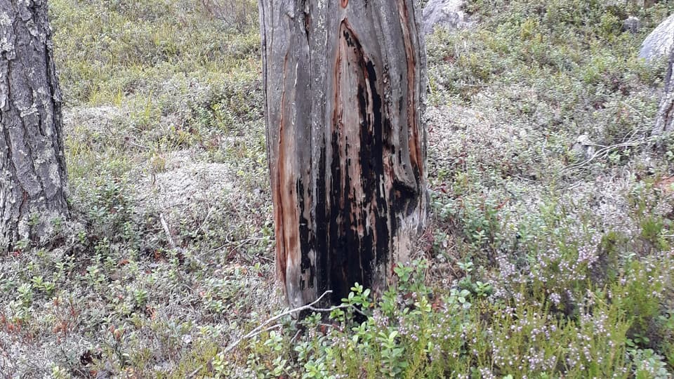 Piece of wood in the forest at Horten