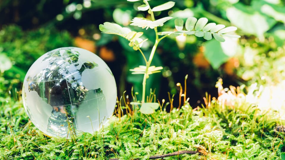 34167840-globe-glass-in-grass-forest-on-nature-background.jpg