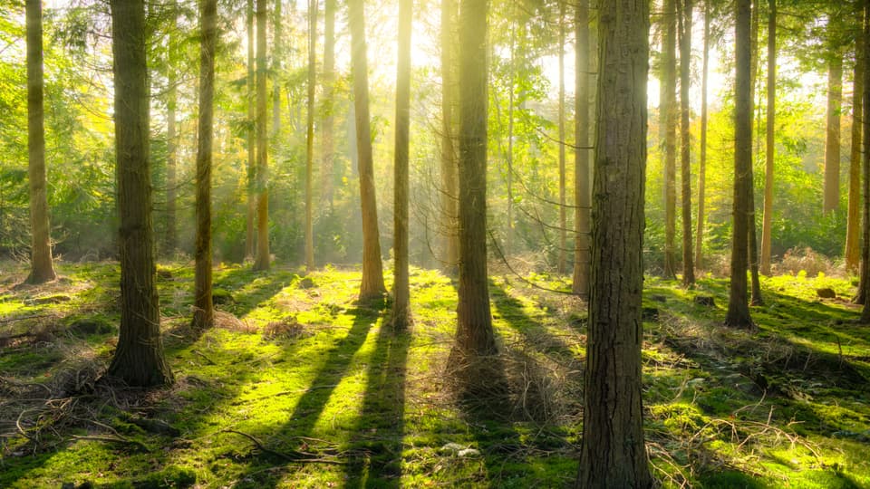 bright-daylight-environment-240040.jpg