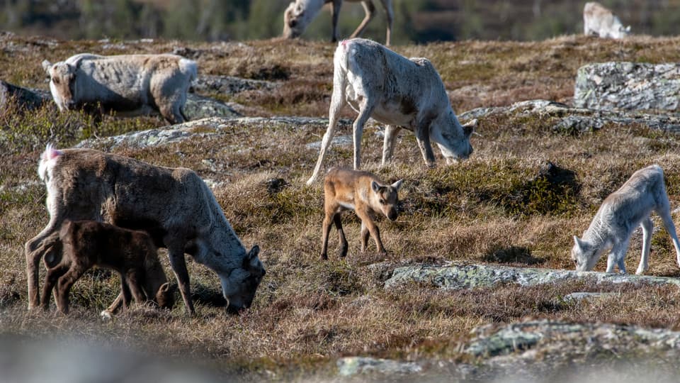 Renkalvar och vajor.