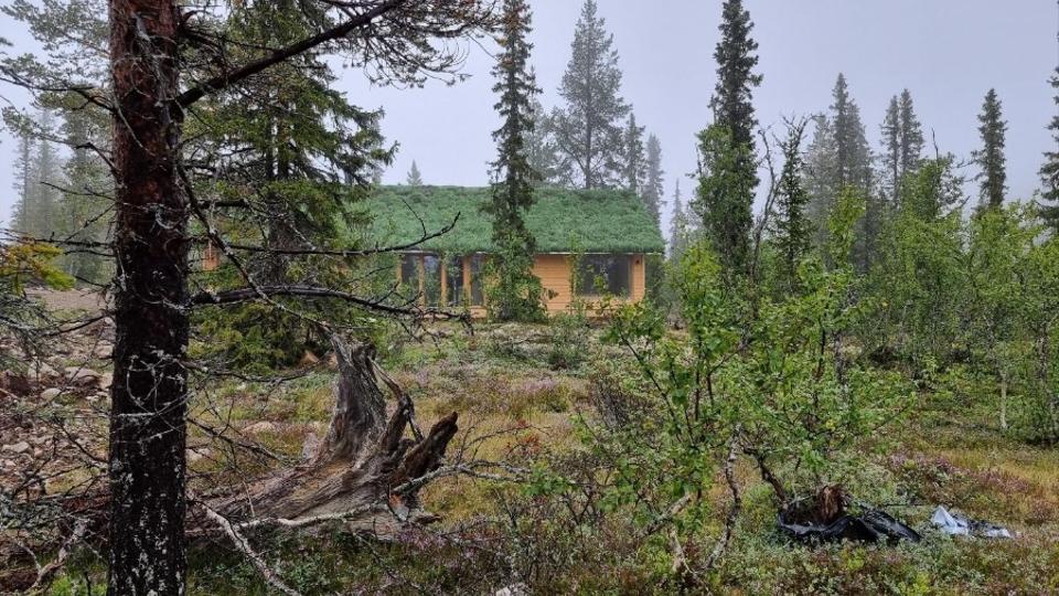 Ett träd och ett hus med gräs på taket