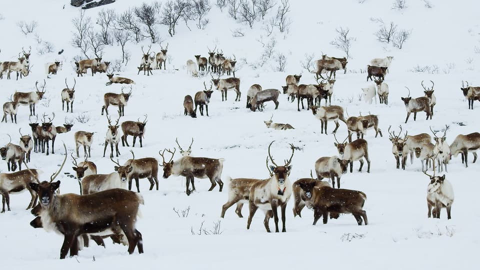 rain deers in snow
