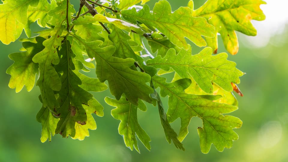 Gröna blad
