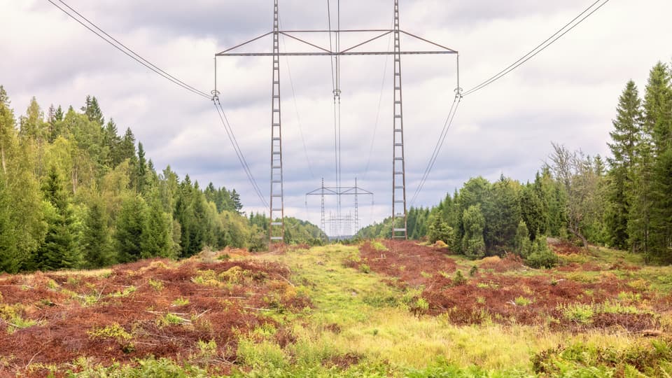Elektrisk kraftöverföring med pyloner i en skog.