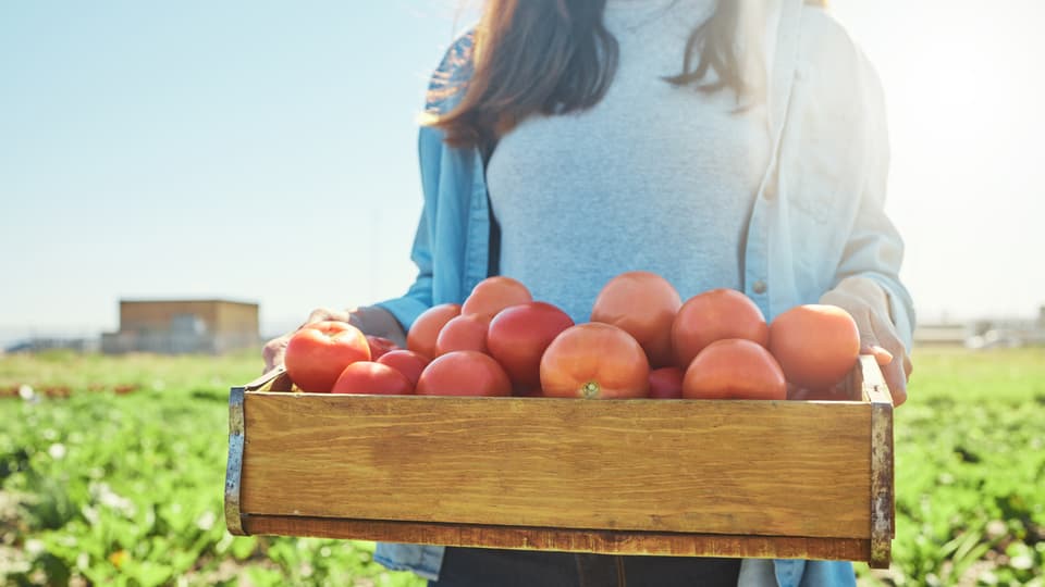 A woman with a box full of harvested tomatoes