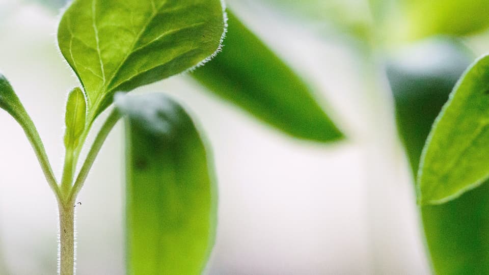 Planta - Foodtech
