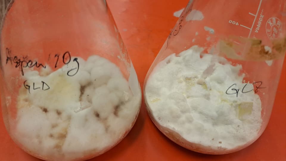  Two glass beakers with white contents.