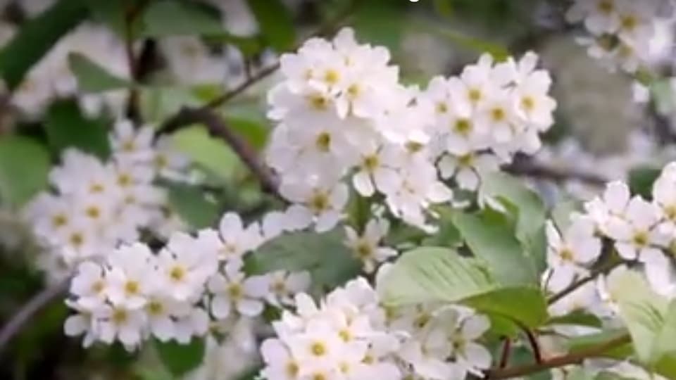 Vita blommor i närbild