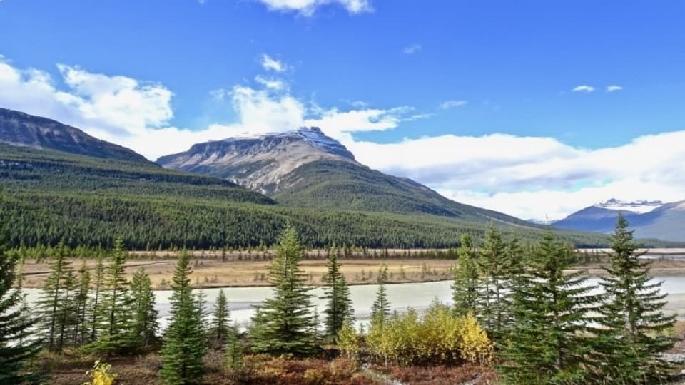 Fjäll i bakgrunden och små granar i förgrunden