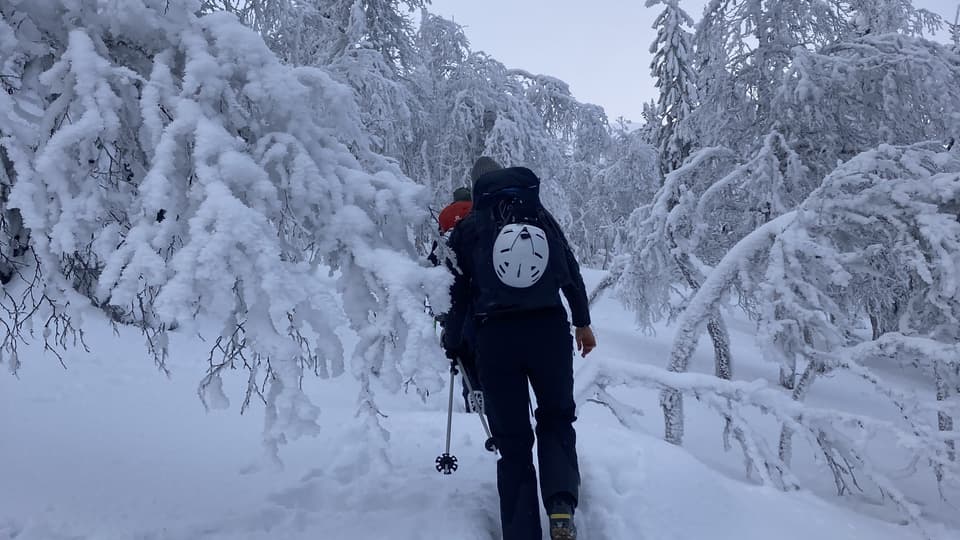 Skidåkare bland snötyngda träd