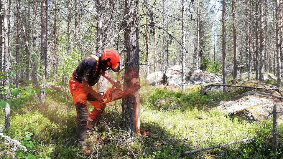 Arbetare i tallskog