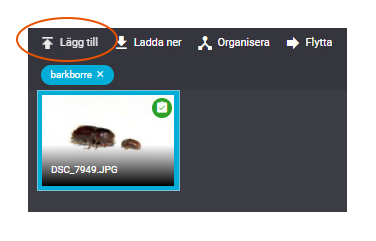 Skärmdump som visar hur man lägger till bilder från Imagevault.