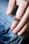 psykologstudenter, behandlingssituation med spindel