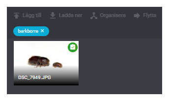 Bild i Imagevault med grön bock.